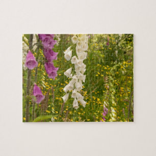 Nordamerika, Kanada, Queen Charlotte Islands, 5 Puzzle
