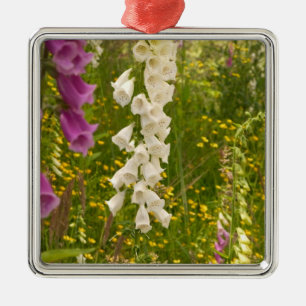 Nordamerika, Kanada, Queen Charlotte Islands, 5 Silbernes Ornament