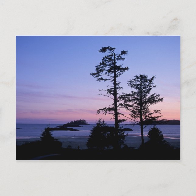 Nordamerika, Kanada, Vancouver Island, Bäume Postkarte (Vorderseite)