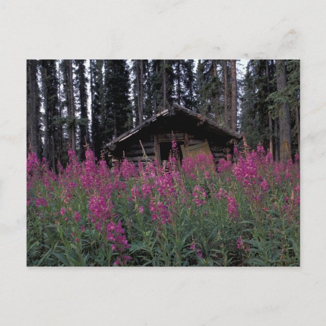 Nordamerika, Kanada, Yukon. Ausgesetzte Anhänger Postkarte (Vorderseite)