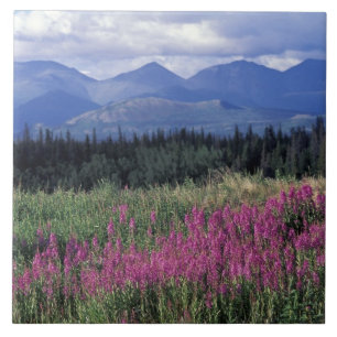 Nordamerika, Kanada, Yukon. Blüten Fliese