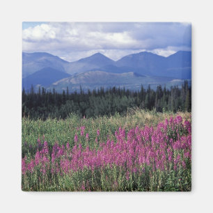 Nordamerika, Kanada, Yukon. Blüten Magnet