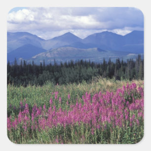 Nordamerika, Kanada, Yukon. Blüten Quadratischer Aufkleber