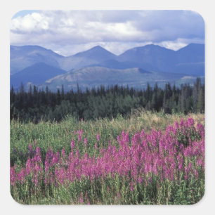 Nordamerika, Kanada, Yukon. Blüten Quadratischer Aufkleber