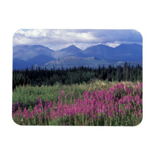 Nordamerika, Kanada, Yukon. Feuerkraut blüht Magnet