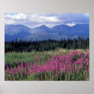 Nordamerika, Kanada, Yukon. Feuerkraut blüht Poster