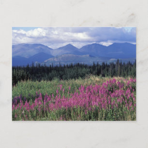 Nordamerika, Kanada, Yukon. Feuerkraut blüht Postkarte
