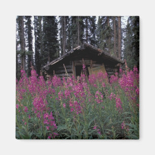 Nordamerika, Kanada, Yukon. Verlassene Fallenstell Magnet