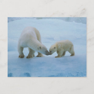Nordamerika, Kanadische Arktis. Eisbär Postkarte
