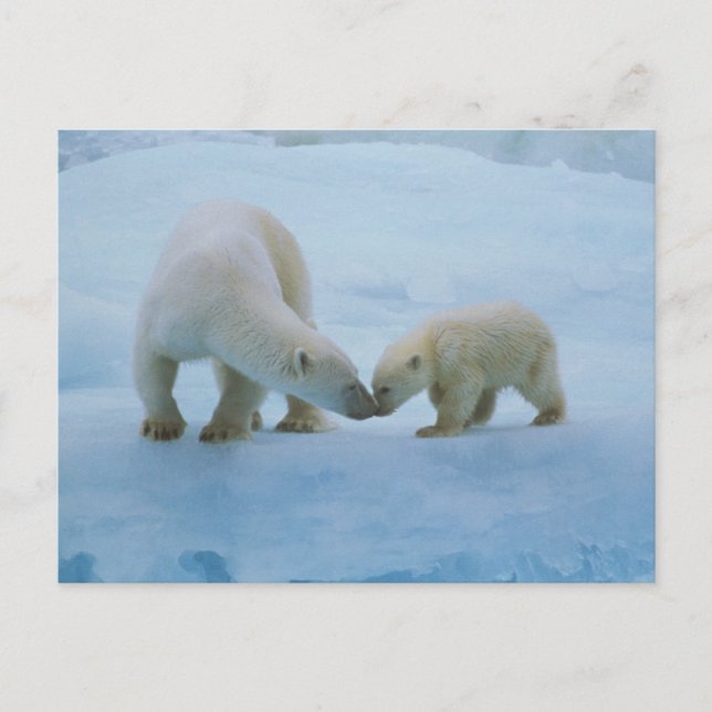 Nordamerika, Kanadische Arktis. Eisbär Postkarte (Vorderseite)