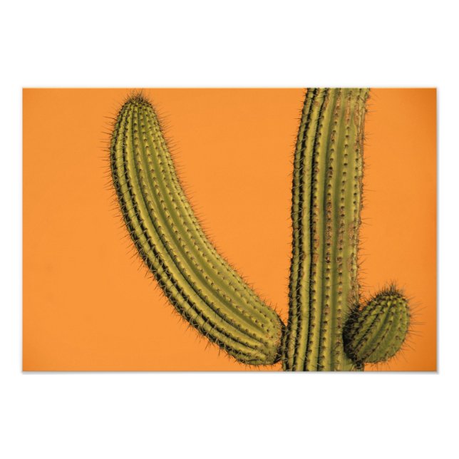 Nordamerika, Mexiko, Baja, Kalifornien, Cabo Fotodruck (Vorne)