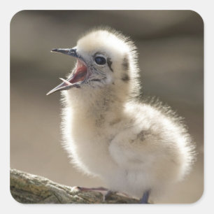 Nordamerika, nordwestliche hawaiische Inseln, Quadratischer Aufkleber