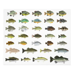 Nordamerika Sunfish Group Fotodruck