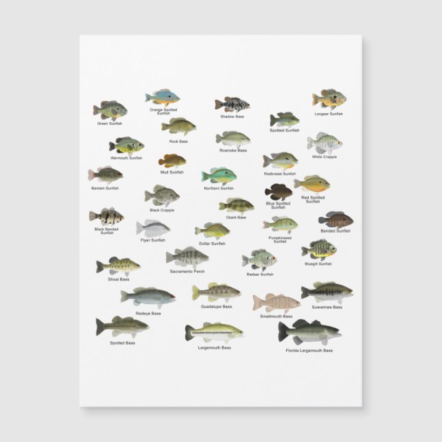 Nordamerika Sunfish Group Magnetkarte (Vorderseite)