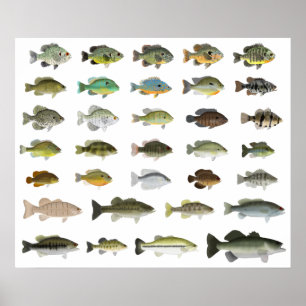 Nordamerika Sunfish Group Poster