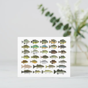 Nordamerika Sunfish Group Postkarte