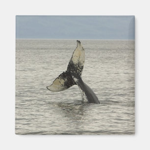 Nordamerika, USA, AK, Inside Passage. Buckelwal Magnet