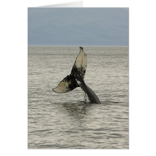 Nordamerika, USA, AK, Inside Passage. Humpback (Vorne)