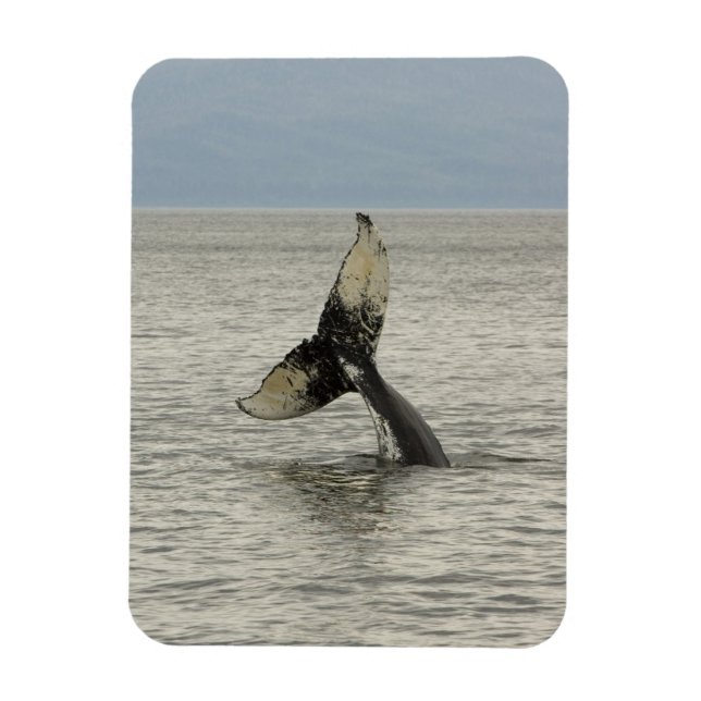 Nordamerika, USA, AK, Inside Passage. Humpback Magnet (Vertikal)