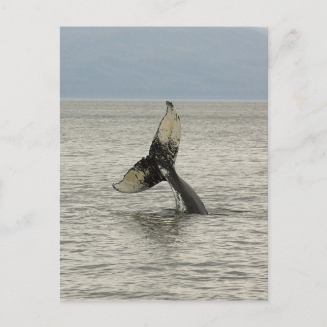 Nordamerika, USA, AK, Inside Passage. Humpback Postkarte (Vorderseite)