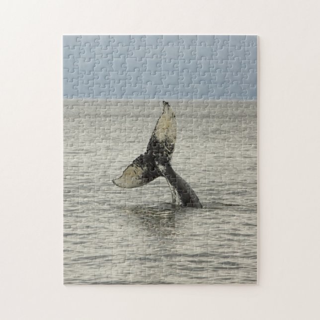 Nordamerika, USA, AK, Inside Passage. Humpback Puzzle (Vertikal)