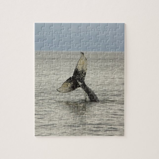 Nordamerika, USA, AK, Inside Passage. Humpback Puzzle (Vertikal)