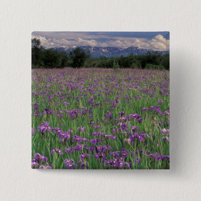 Nordamerika, USA, Alaska, Anchorage, Eklutna Button (Vorderseite)