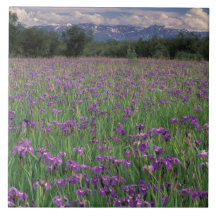 Nordamerika, USA, Alaska, Anchorage, Eklutna Fliese