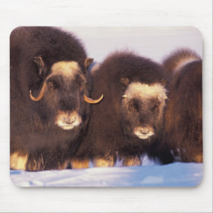 Nordamerika, USA, Alaska, Arktischer Kreis, Mousepad