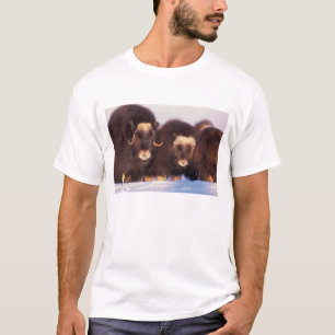 Nordamerika, USA, Alaska, Arktischer Kreis, T-Shirt
