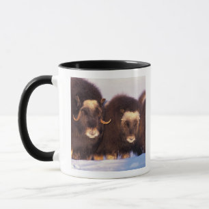 Nordamerika, USA, Alaska, Arktischer Kreis, Tasse