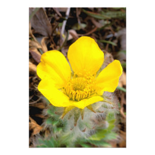 Nordamerika, USA, Alaska, Denali National Fotodruck