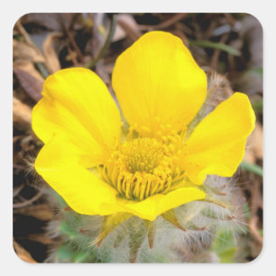 Nordamerika, USA, Alaska, Denali National Quadratischer Aufkleber