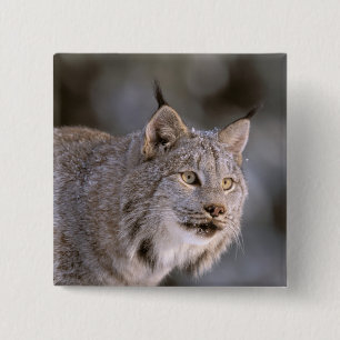 Nordamerika, USA, Alaska, Haines. Luchs (Felis 2 Button