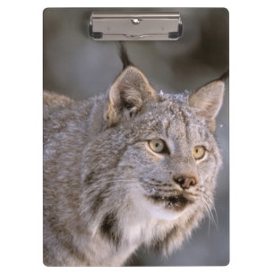 Nordamerika, USA, Alaska, Haines. Luchs (Felis 2 Klemmbrett
