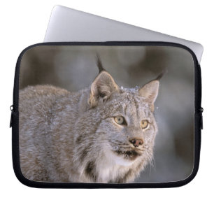 Nordamerika, USA, Alaska, Haines. Luchs (Felis 2 Laptopschutzhülle