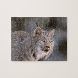 Nordamerika, USA, Alaska, Haines. Luchs (Felis 2 Puzzle