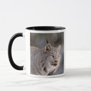 Nordamerika, USA, Alaska, Haines. Luchs (Felis 2 Tasse