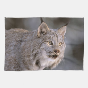 Nordamerika, USA, Alaska, Haines. Luchs (Felis lyn Küchentuch