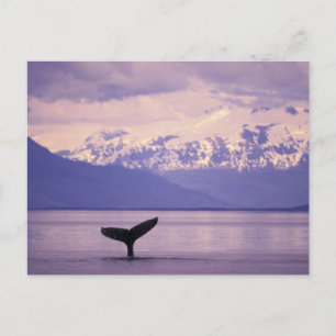 Nordamerika, USA, Alaska, Inside Passage. Postkarte