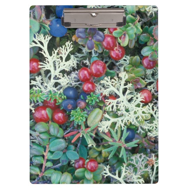 Nordamerika, USA, Alaska, Landschaft, Beeren Klemmbrett (Vorderseite)