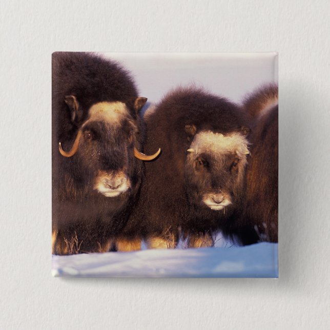 Nordamerika, USA, Alaska, Polarkreis, Button (Vorderseite)
