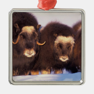 Nordamerika, USA, Alaska, Polarkreis, Silbernes Ornament