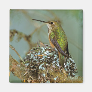 Nordamerika, USA, Alaska. Rubinkehlkolibri Magnet
