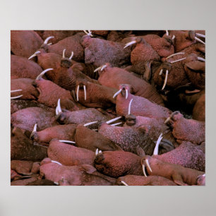 Nordamerika, USA, Alaska, Yukon Delta National Poster