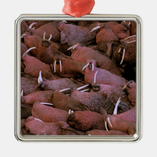 Nordamerika, USA, Alaska, Yukon-Delta National Silbernes Ornament