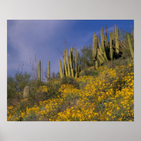 Nordamerika, USA, Arizona, Orgelpfeife Kaktus