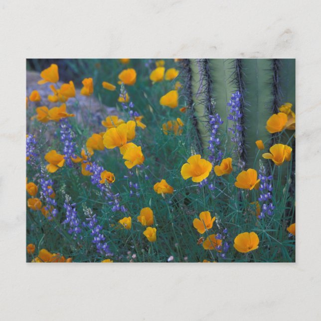 Nordamerika, USA, Arizona, Orgelpfeife Kaktus Postkarte (Vorderseite)