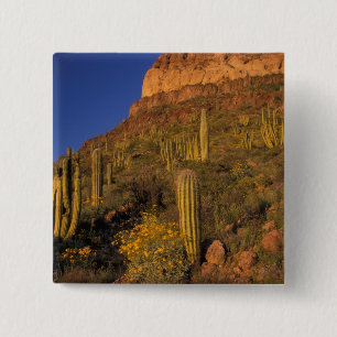 Nordamerika, USA, Arizona, Orgelpfeifenkaktus 2 Button