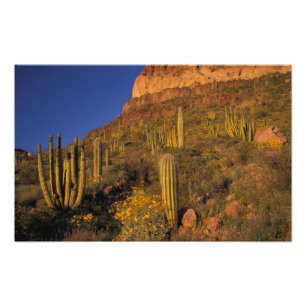 Nordamerika, USA, Arizona, Orgelpfeifenkaktus 2 Fotodruck